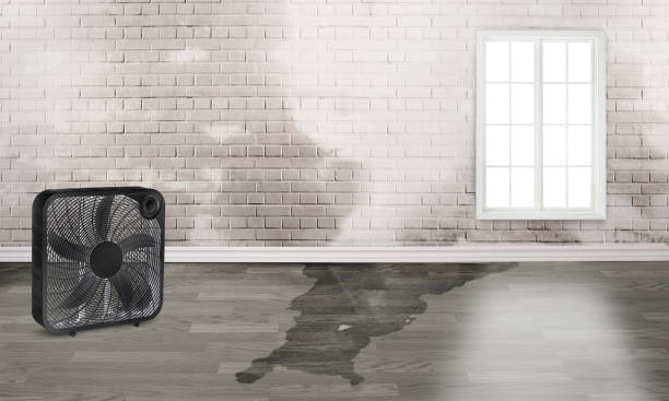 Best Flood damage cleanup  in Shelbyvle, IL