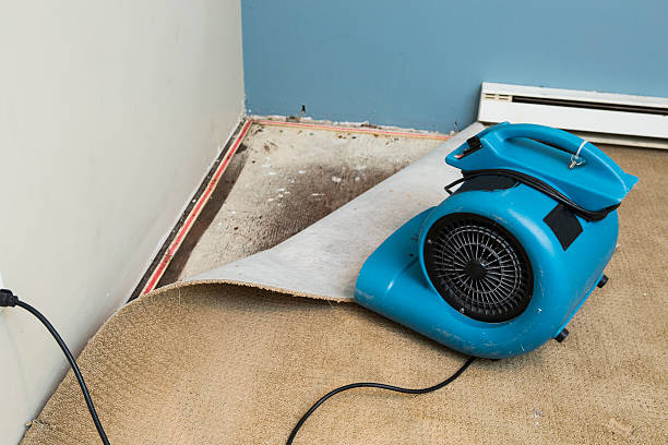Best Water damage restoration near me  in Shelbyvle, IL